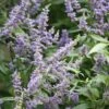 Vitex Agnus-castus Delta Blues ('Piivac-I') -Garden Supplies Sales 2024 pl2000019664