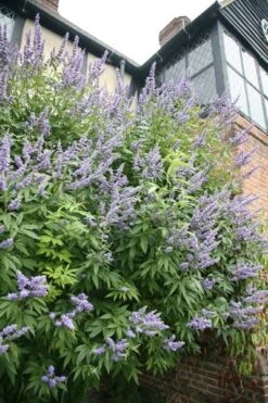 Vitex Agnus-castus Delta Blues ('Piivac-I') 5 Vitex Agnus-castus Delta Blues ('Piivac-I') -Garden Supplies Sales 2024 pl2000019664 card2 lg