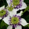 Clematis Viennetta ('Evipo006') (PBR) -Garden Supplies Sales 2024 pl2000019678
