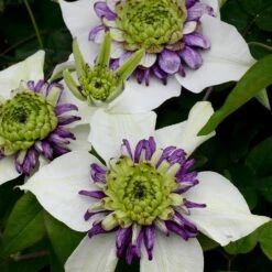 Clematis Viennetta ('Evipo006') (PBR)