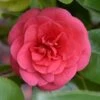 Camellia Japonica 'Lady Campbell' -Garden Supplies Sales 2024 pl2000019756