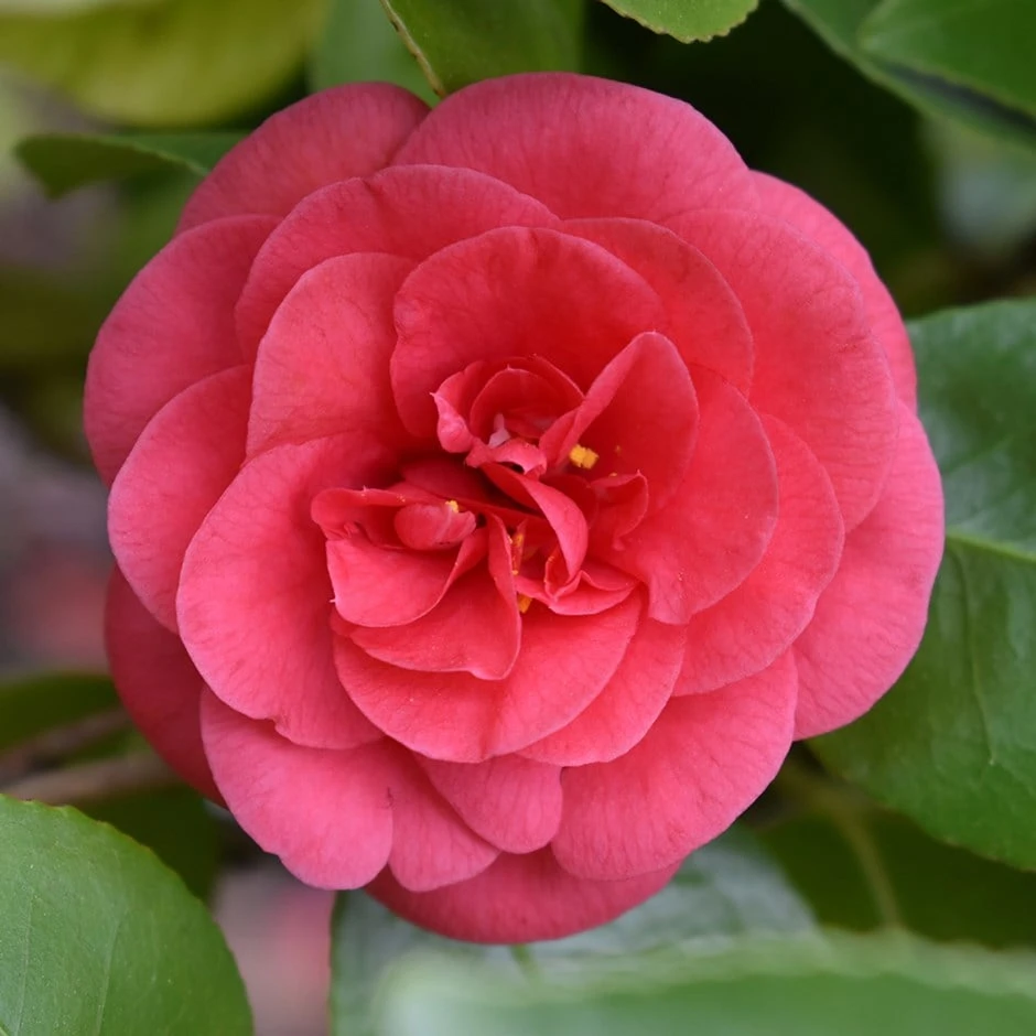 Camellia Japonica 'Lady Campbell' 3 Camellia Japonica 'Lady Campbell'
