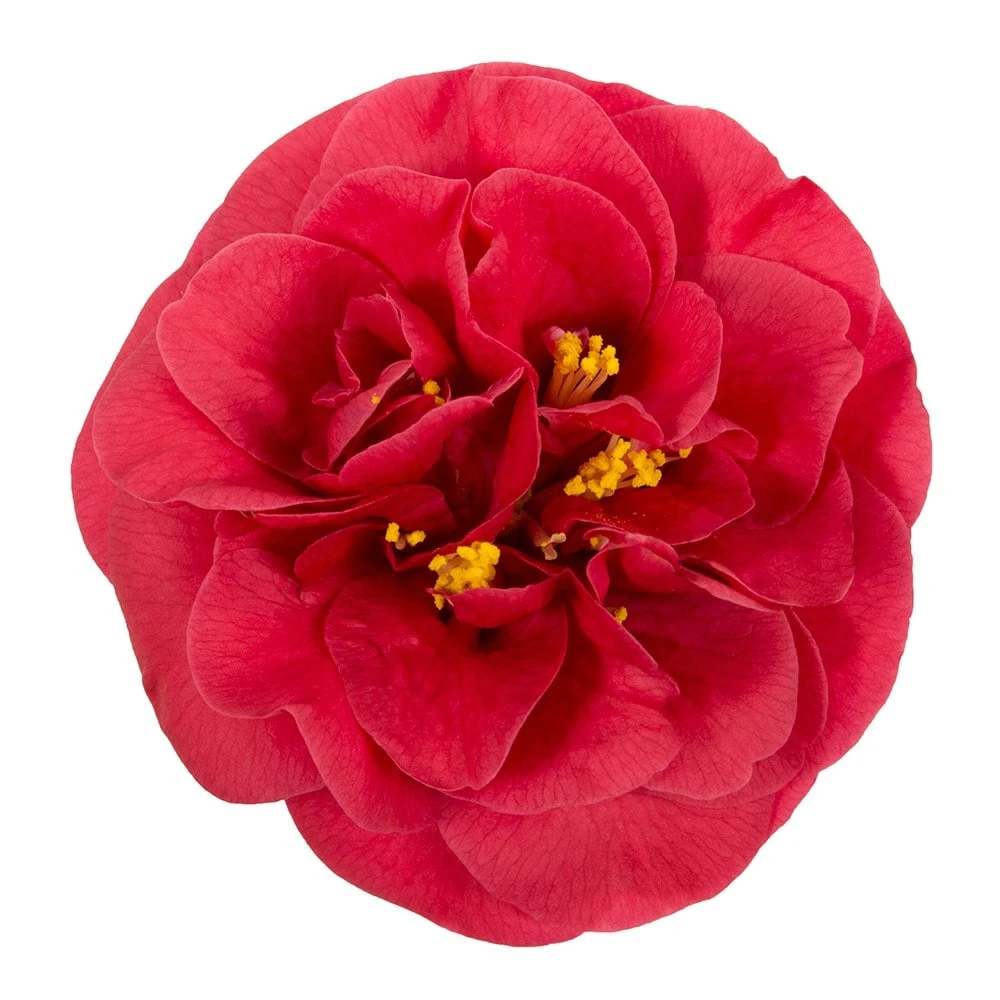 Camellia Japonica 'Lady Campbell' 4 Camellia Japonica 'Lady Campbell' - Image 2