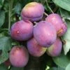 Plum 'Jubilee' -Garden Supplies Sales 2024 pl2000020639