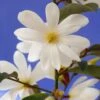 Magnolia Fairy Magnolia White ('Micjur05') (PBR) -Garden Supplies Sales 2024 pl2000020883