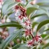 Sarcococca Hookeriana Winter Gem ('Pmoore03') (PBR) -Garden Supplies Sales 2024 pl2000020895