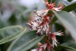 Sarcococca Hookeriana Winter Gem ('Pmoore03') (PBR) -Garden Supplies Sales 2024 pl2000020895 card4 lg