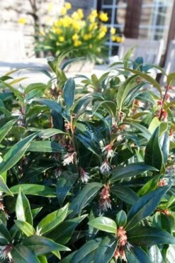 Sarcococca Hookeriana Winter Gem ('Pmoore03') (PBR) -Garden Supplies Sales 2024 pl2000020895 card5 lg