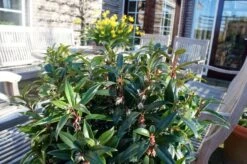 Sarcococca Hookeriana Winter Gem ('Pmoore03') (PBR) -Garden Supplies Sales 2024 pl2000020895 card6 lg