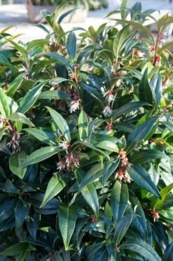 Sarcococca Hookeriana Winter Gem ('Pmoore03') (PBR) -Garden Supplies Sales 2024 pl2000020895 card7 lg