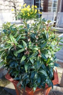 Sarcococca Hookeriana Winter Gem ('Pmoore03') (PBR) -Garden Supplies Sales 2024 pl2000020895 card8 lg