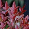Nandina Domestica Obsessed ('Seika') (PBR) -Garden Supplies Sales 2024 pl2000020896