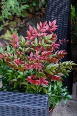 Nandina Domestica Obsessed ('Seika') (PBR) -Garden Supplies Sales 2024 pl2000020896 card11 lg