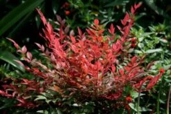 Nandina Domestica Obsessed ('Seika') (PBR) -Garden Supplies Sales 2024 pl2000020896 card3 lg