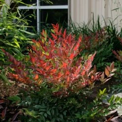 Nandina Domestica Obsessed ('Seika') (PBR) -Garden Supplies Sales 2024 pl2000020896 card4 lg