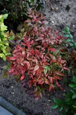 Nandina Domestica Obsessed ('Seika') (PBR) -Garden Supplies Sales 2024 pl2000020896 card5 lg