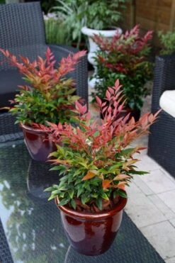 Nandina Domestica Obsessed ('Seika') (PBR) -Garden Supplies Sales 2024 pl2000020896 card6 lg