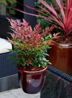 Nandina Domestica Obsessed ('Seika') (PBR) -Garden Supplies Sales 2024 pl2000020896 card8 lg