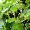 Mulberry 'Wellington' -Garden Supplies Sales 2024 pl2000020938