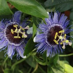 Passiflora 'Purple Haze' -Garden Supplies Sales 2024 pl2000020952 card3 lg
