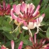 Lonicera Periclymenum 'Rhubarb And Custard' ® -Garden Supplies Sales 2024 pl2000020958