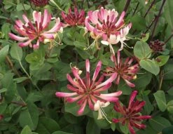 Lonicera Periclymenum 'Rhubarb And Custard' ® -Garden Supplies Sales 2024 pl2000020958 card2 lg
