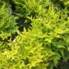 Nandina Domestica Magical Lemon And Lime ('Lemlim') (PBR) -Garden Supplies Sales 2024 pl2000020961