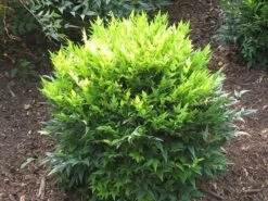 Nandina Domestica Magical Lemon And Lime ('Lemlim') (PBR) -Garden Supplies Sales 2024 pl2000020961 card3 lg