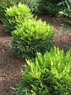 Nandina Domestica Magical Lemon And Lime ('Lemlim') (PBR) -Garden Supplies Sales 2024 pl2000020961 card4 lg