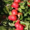 Apple 'Little Pax' -Garden Supplies Sales 2024 pl2000020963