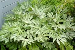 Fatsia Japonica 'Spider's Web' -Garden Supplies Sales 2024 pl2000020976 card10 lg