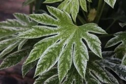 Fatsia Japonica 'Spider's Web' -Garden Supplies Sales 2024 pl2000020976 card3 lg