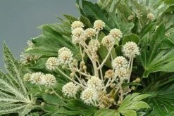 Fatsia Japonica 'Spider's Web' -Garden Supplies Sales 2024 pl2000020976 card4 lg