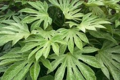 Fatsia Japonica 'Spider's Web' -Garden Supplies Sales 2024 pl2000020976 card5 lg