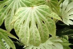 Fatsia Japonica 'Spider's Web' -Garden Supplies Sales 2024 pl2000020976 card7 lg