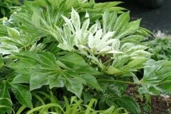 Fatsia Japonica 'Spider's Web' -Garden Supplies Sales 2024 pl2000020976 card8 lg