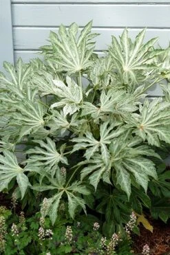 Fatsia Japonica 'Spider's Web' -Garden Supplies Sales 2024 pl2000020976 card9 lg