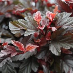 Physocarpus Opulifolius Little Angel ('Hoogi016') (PBR)