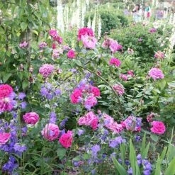 Rosa 'Madame Isaac Péreire' -Garden Supplies Sales 2024 pl2000021227 card3 lg