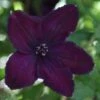 Clematis 'Dark Eyes' -Garden Supplies Sales 2024 pl2000021231