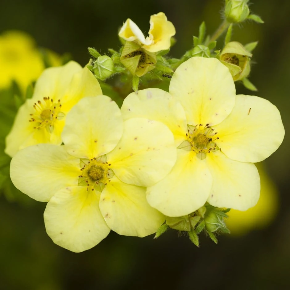 Potentilla Fruticosa 'Primrose Beauty' 3 Potentilla Fruticosa 'Primrose Beauty'