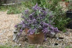 Buddleja × Pikei Unique ('Pmoore12') (PBR) -Garden Supplies Sales 2024 pl2000021841 card3 lg