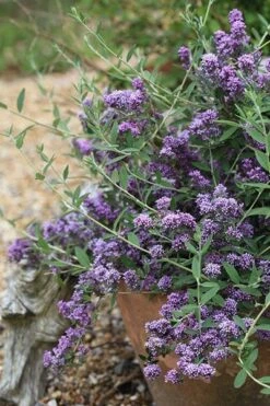 Buddleja × Pikei Unique ('Pmoore12') (PBR) -Garden Supplies Sales 2024 pl2000021841 card5 lg