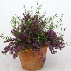 Buddleja × Pikei Unique ('Pmoore12') (PBR) -Garden Supplies Sales 2024 pl2000021841 card8 lg