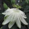 Passiflora 'Snow Queen' -Garden Supplies Sales 2024 pl2000022086