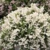 Deutzia × Rosea Yuki Snowflake ('NCDX1') (PBR) -Garden Supplies Sales 2024 pl2000022451