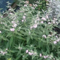 Caryopteris × Clandonensis Pink Perfection ('Lisspin') (PBR) -Garden Supplies Sales 2024 pl2000022463 card3 lg