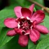 Calycanthus × Raulstonii 'Hartlage Wine' 1 Calycanthus × Raulstonii 'Hartlage Wine' -Garden Supplies Sales 2024 pl2000022492