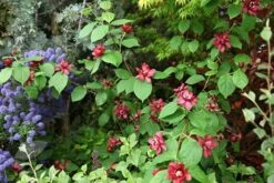 Calycanthus × Raulstonii 'Hartlage Wine' -Garden Supplies Sales 2024 pl2000022492 card3 lg