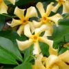 Trachelospermum Jasminoides Star Of Toscana ('Selbra') (PBR) -Garden Supplies Sales 2024 pl2000022510